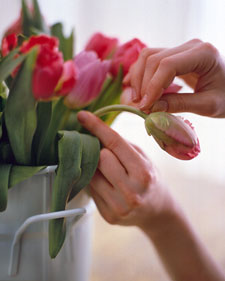 Treating Stems