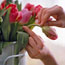 Treating Stems