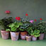 Soil Mix