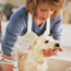 Dog Washing 