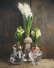 Forcing Hyacinths