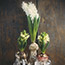 Forcing Hyacinths