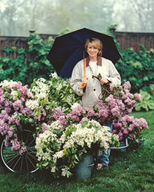 Lilacs