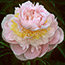 Peonies