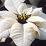 Poinsettia Care