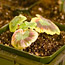 Propagating Geraniums