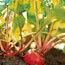 Vegetable Garden 101