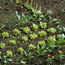 Spring Vegetables