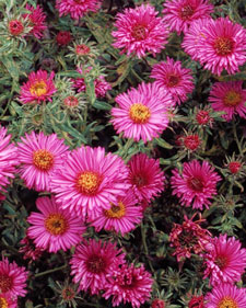 Road Trips: Spring Wildflowers