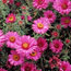 Spring Wildflowers