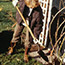 Winter Rose Care