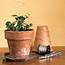 Miniature Topiary