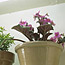 Hidden Grow Light