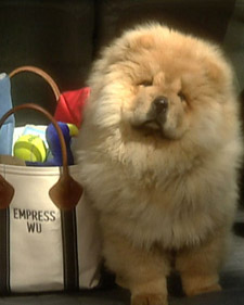 Packing a Pet Suitcase
