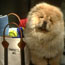 Packing a Pet Suitcase