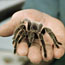 Pet Tarantulas