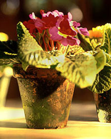 Mossy Pots