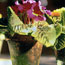 Mossy Pots