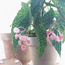 Pot-Saucer Guards