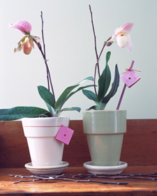 Presents in Pots