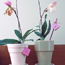 Presents in Pots