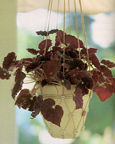 Buttoned Plant Sling