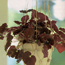 Buttoned Plant Sling