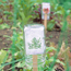 Plant-Marker Protector