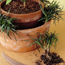Indoor Parterres