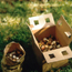 Bulb Planting Tips