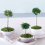 Tree Cups