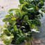 Mesclun