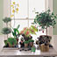 Healthy Plant Tray