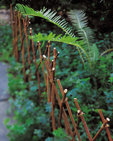 Willow Branch Edging