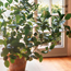 Traveling Houseplant