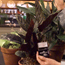 Lighting Houseplants