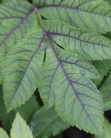Angelica: Angelica archangelica