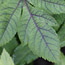 Angelica: Angelica archangelica