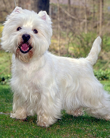 Westie Dog Breed - what is seen cannot be unseen
