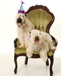 Get Pet Happy!
