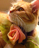 Get Pet Happy!