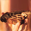 Chocolate Babka