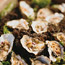 BBQ Oysters