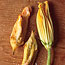 Fried Squash Blossoms